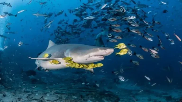 fiji shark dive