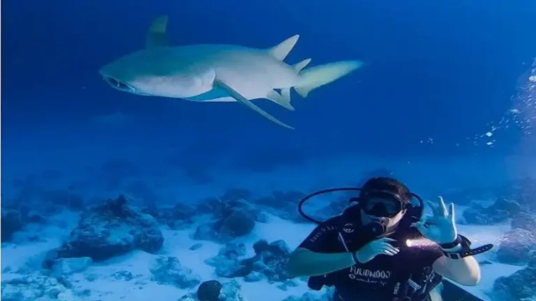 maldives dive trips